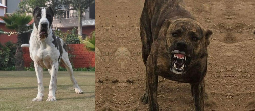 Dogo Sardesco vs Alangu Mastiff - Breed Comparison