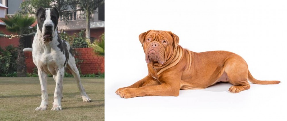 Dogue De Bordeaux vs Alangu Mastiff - Breed Comparison