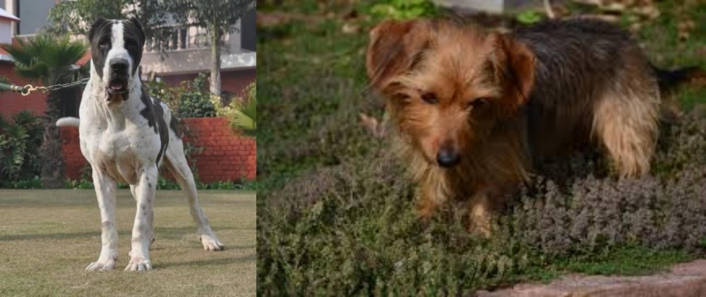 Dorkie vs Alangu Mastiff - Breed Comparison