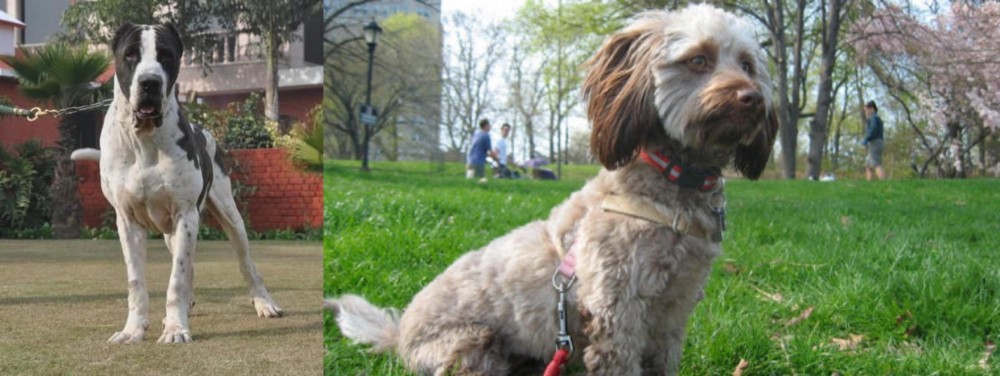 Doxiepoo vs Alangu Mastiff - Breed Comparison