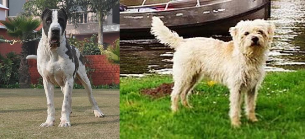 Dutch Smoushond vs Alangu Mastiff - Breed Comparison