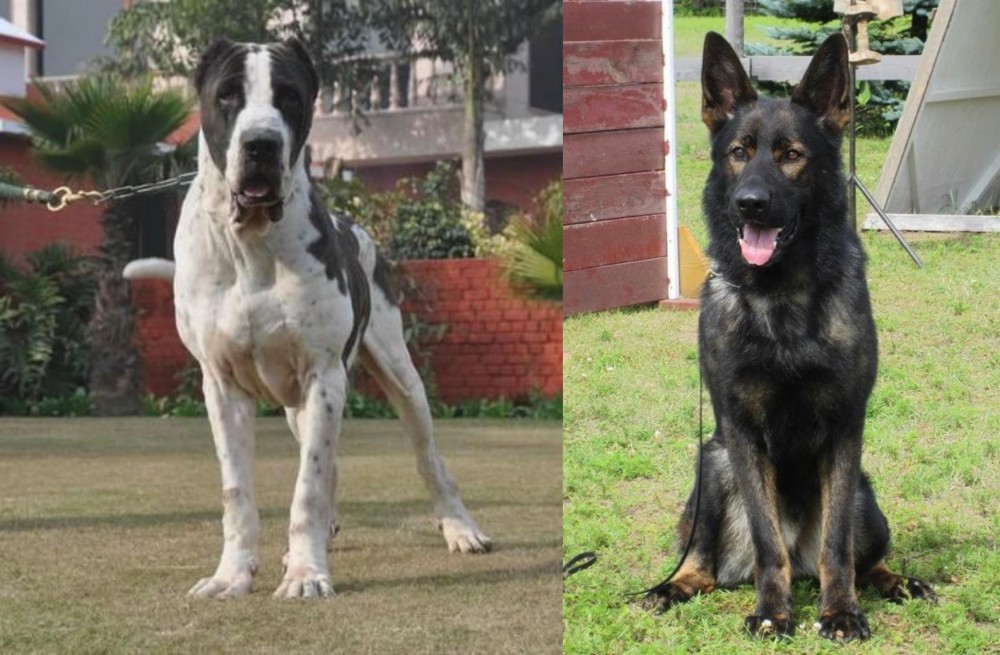 East German Shepherd vs Alangu Mastiff - Breed Comparison