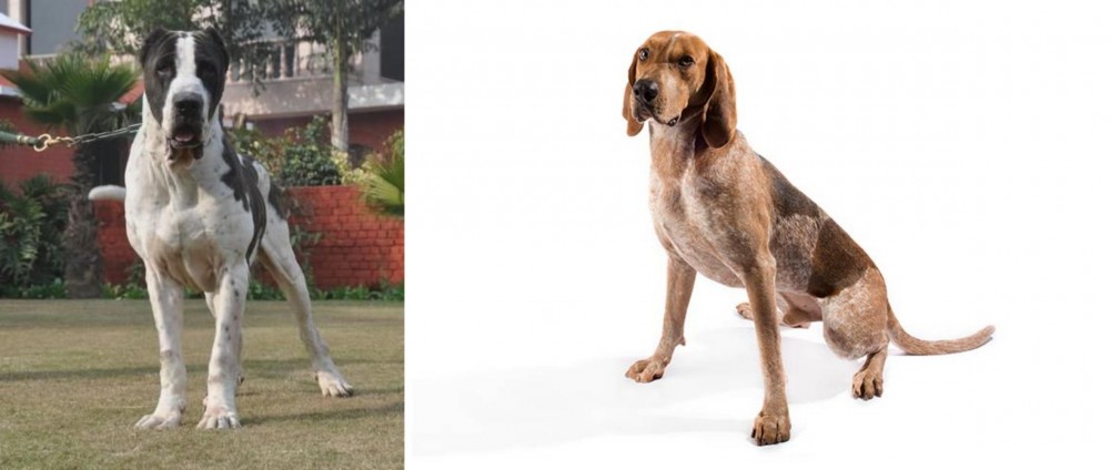 English Coonhound vs Alangu Mastiff - Breed Comparison