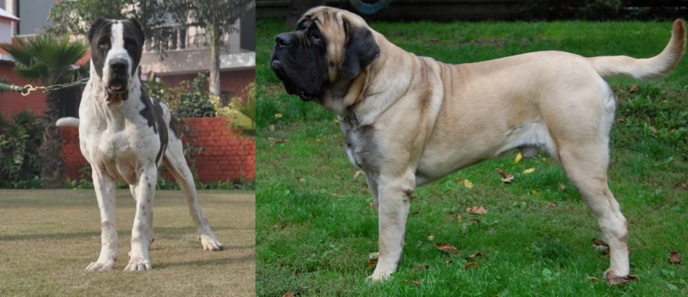 English Mastiff vs Alangu Mastiff - Breed Comparison