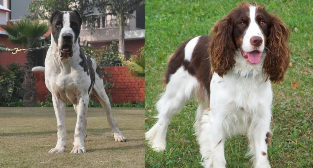 English Springer Spaniel vs Alangu Mastiff - Breed Comparison