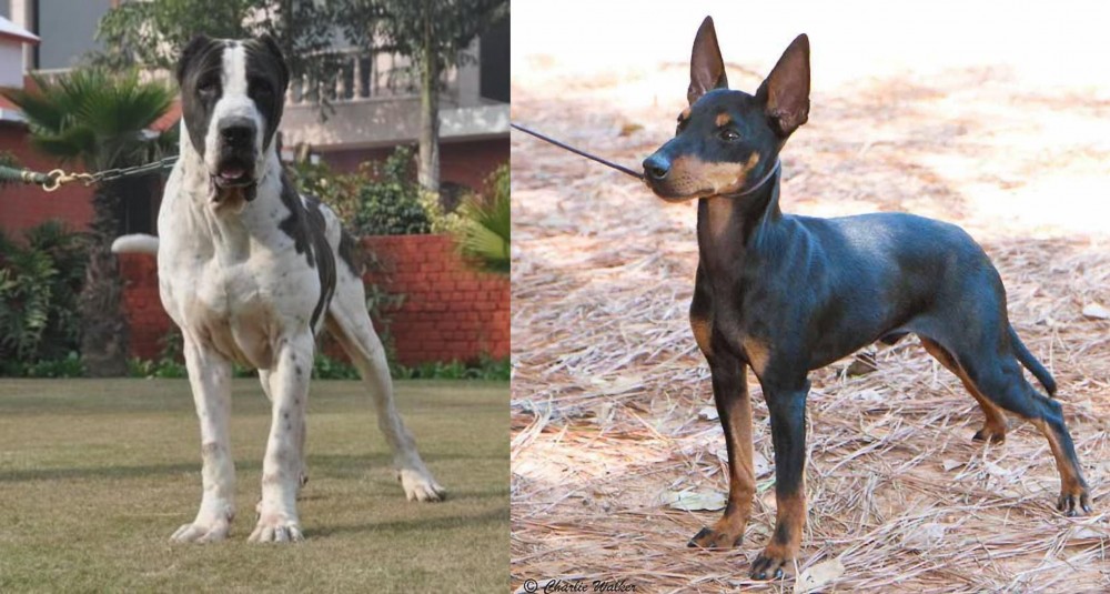 English Toy Terrier (Black & Tan) vs Alangu Mastiff - Breed Comparison