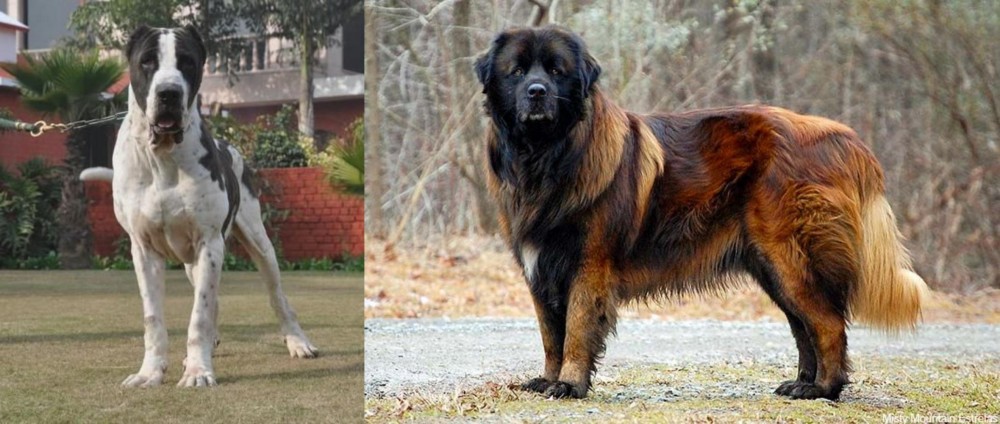 Estrela Mountain Dog vs Alangu Mastiff - Breed Comparison