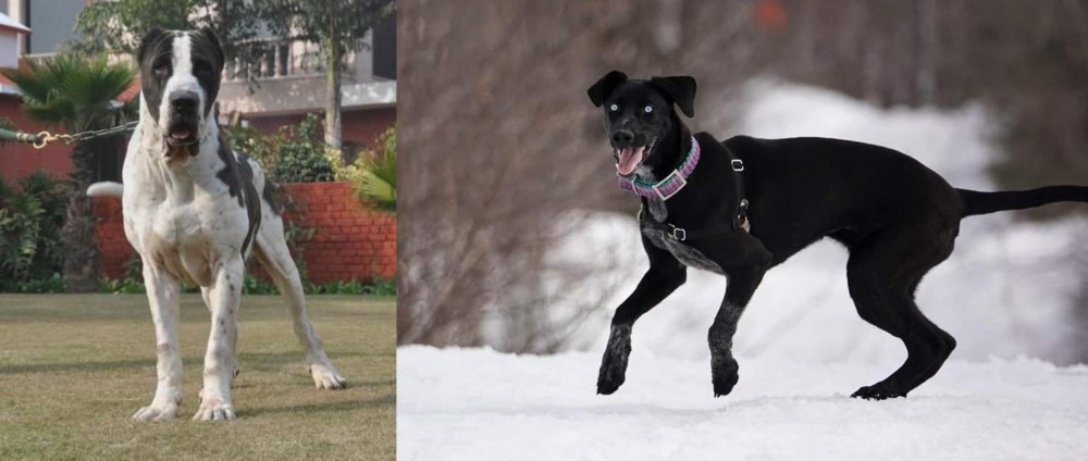 Eurohound vs Alangu Mastiff - Breed Comparison