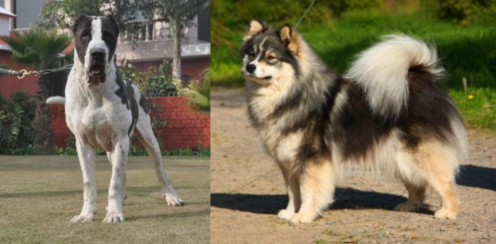Finnish Lapphund vs Alangu Mastiff - Breed Comparison