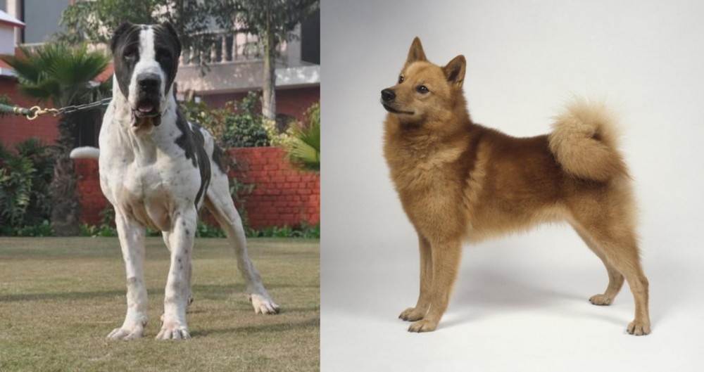 Finnish Spitz vs Alangu Mastiff - Breed Comparison
