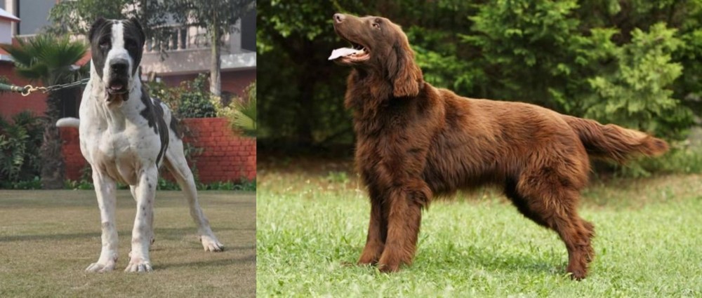 Flat-Coated Retriever vs Alangu Mastiff - Breed Comparison