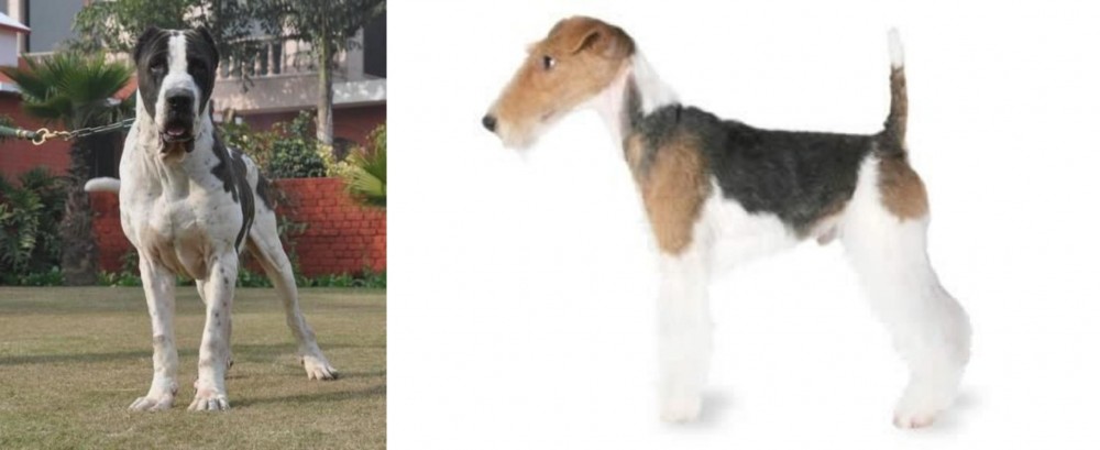 Fox Terrier vs Alangu Mastiff - Breed Comparison