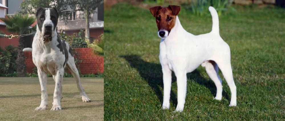 Fox Terrier (Smooth) vs Alangu Mastiff - Breed Comparison