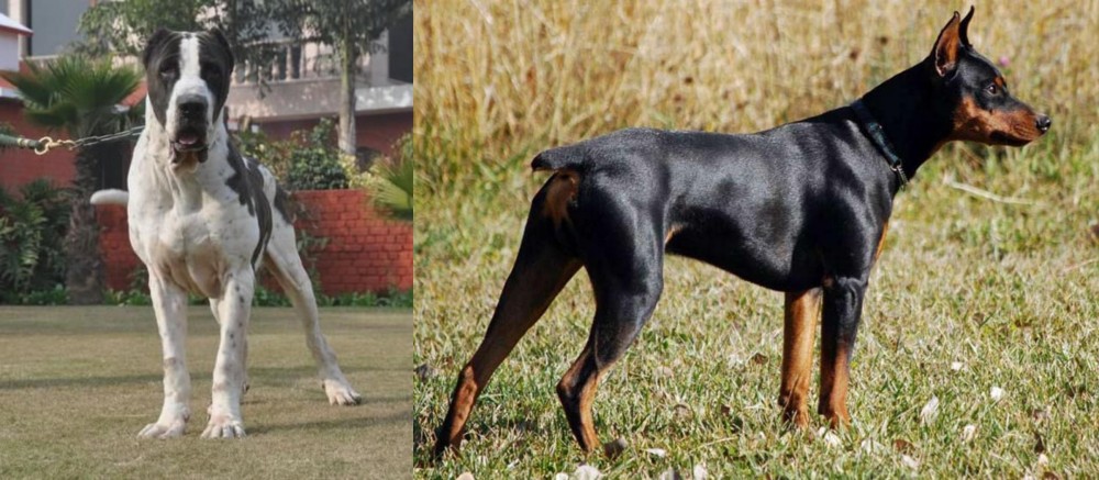 German Pinscher vs Alangu Mastiff - Breed Comparison