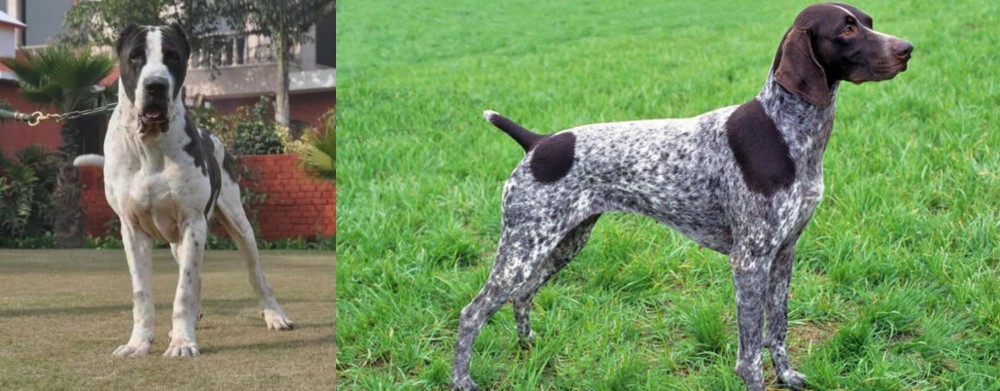 German Shorthaired Pointer vs Alangu Mastiff - Breed Comparison