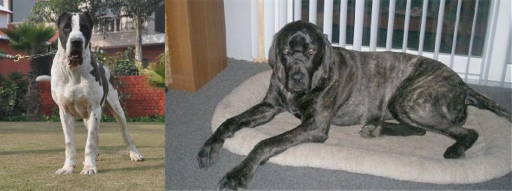 Giant Maso Mastiff vs Alangu Mastiff - Breed Comparison