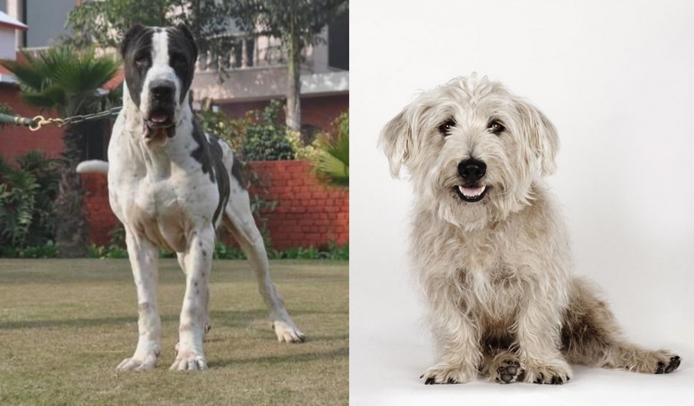 Glen of Imaal Terrier vs Alangu Mastiff - Breed Comparison