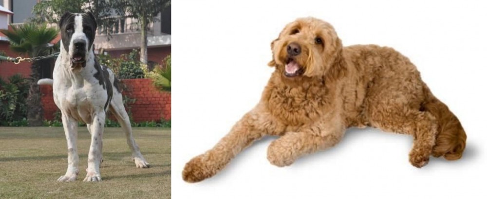 Golden Doodle vs Alangu Mastiff - Breed Comparison