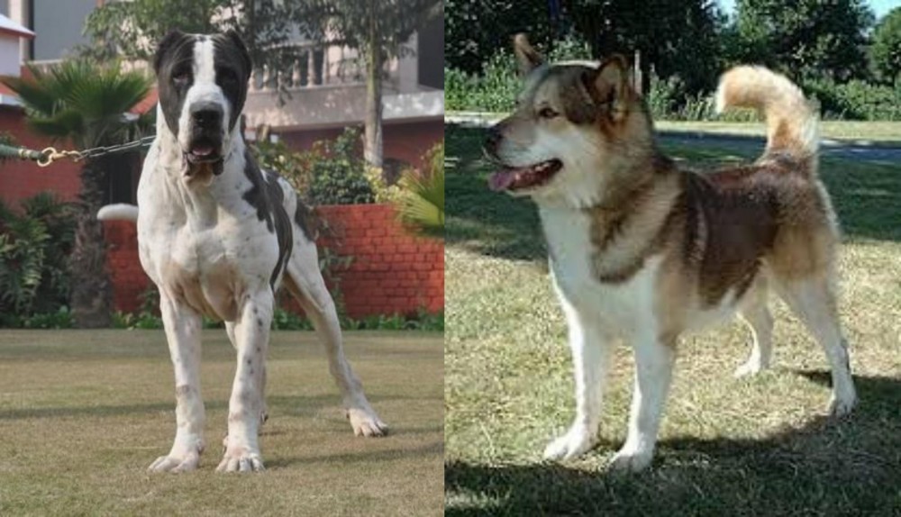 Greenland Dog vs Alangu Mastiff - Breed Comparison