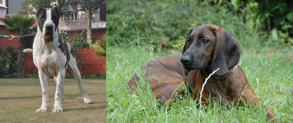 Hanover Hound vs Alangu Mastiff - Breed Comparison