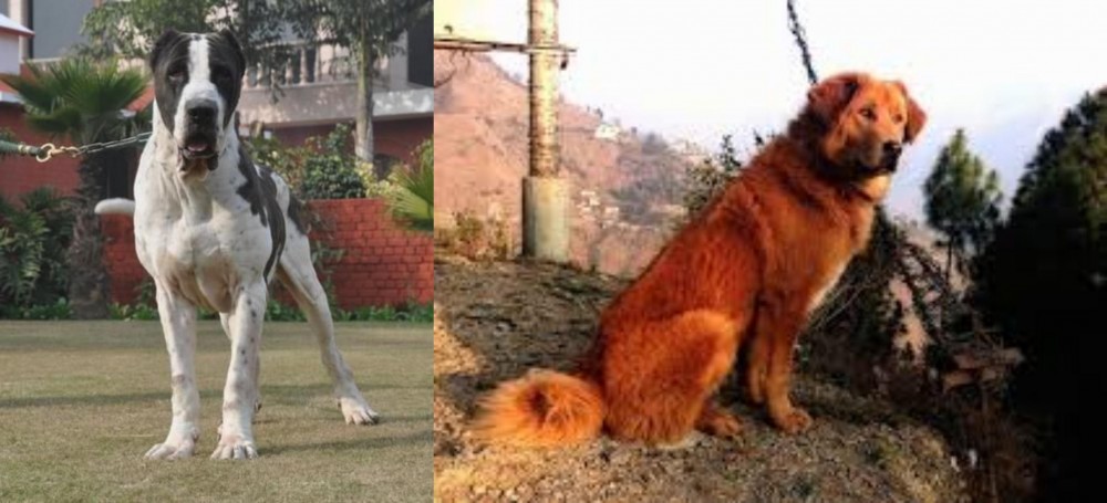 Himalayan Sheepdog vs Alangu Mastiff - Breed Comparison
