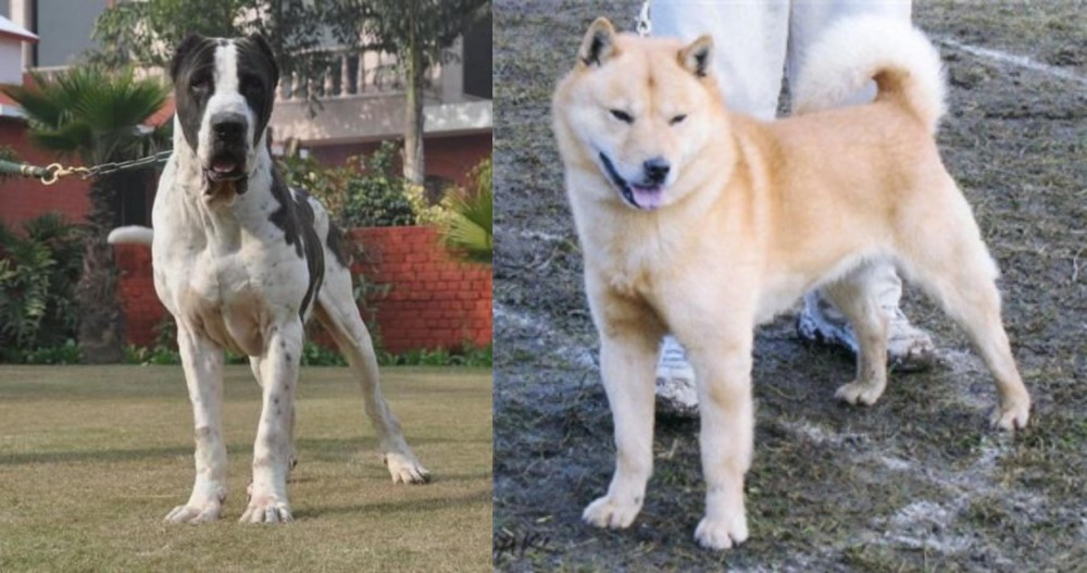 Hokkaido vs Alangu Mastiff - Breed Comparison