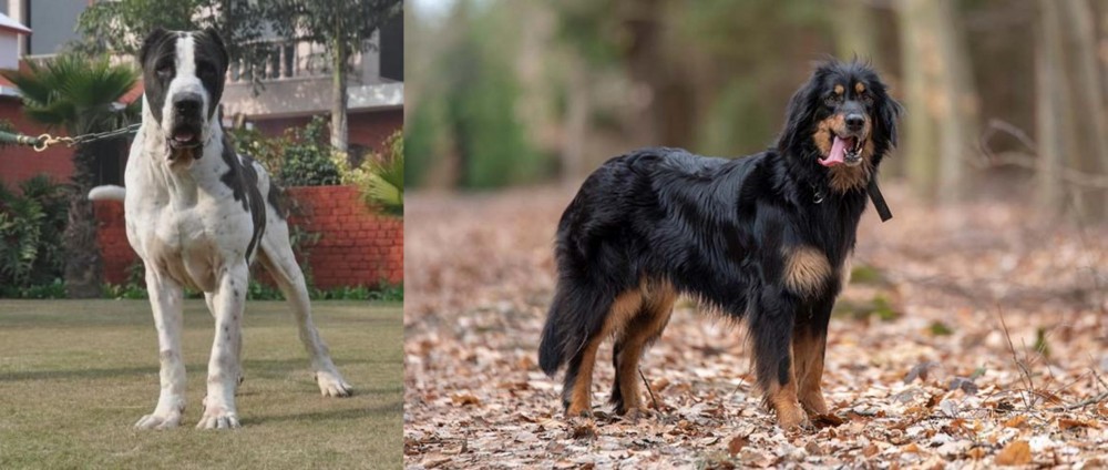 Hovawart vs Alangu Mastiff - Breed Comparison