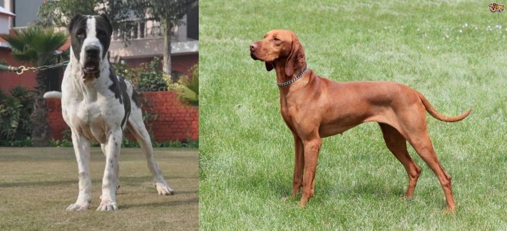 Hungarian Vizsla vs Alangu Mastiff - Breed Comparison