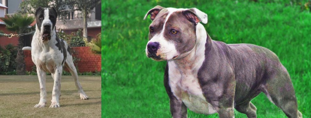 Irish Staffordshire Bull Terrier vs Alangu Mastiff - Breed Comparison