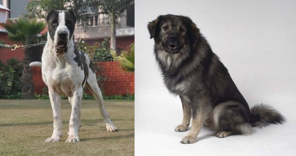 Istrian Sheepdog vs Alangu Mastiff - Breed Comparison