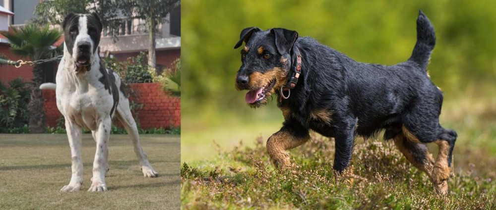 Jagdterrier vs Alangu Mastiff - Breed Comparison