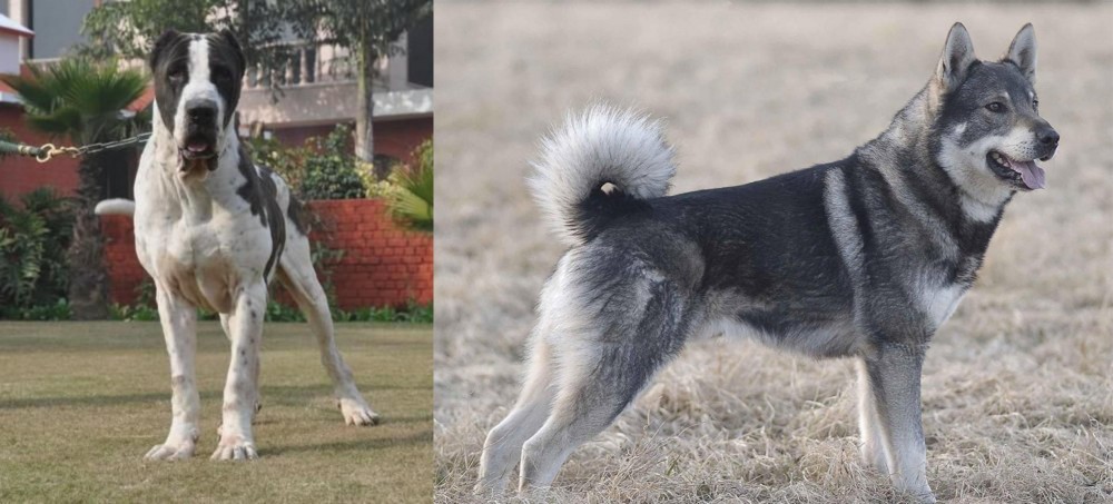 Jamthund vs Alangu Mastiff - Breed Comparison