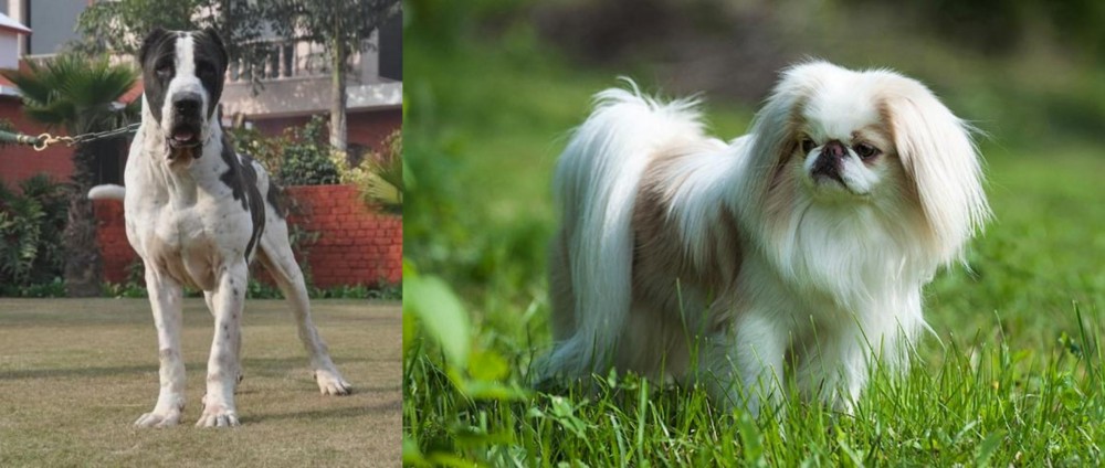 Japanese Chin vs Alangu Mastiff - Breed Comparison