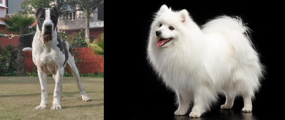 Japanese Spitz vs Alangu Mastiff - Breed Comparison