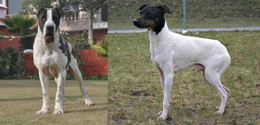 Japanese Terrier vs Alangu Mastiff - Breed Comparison
