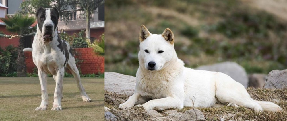 Jindo vs Alangu Mastiff - Breed Comparison