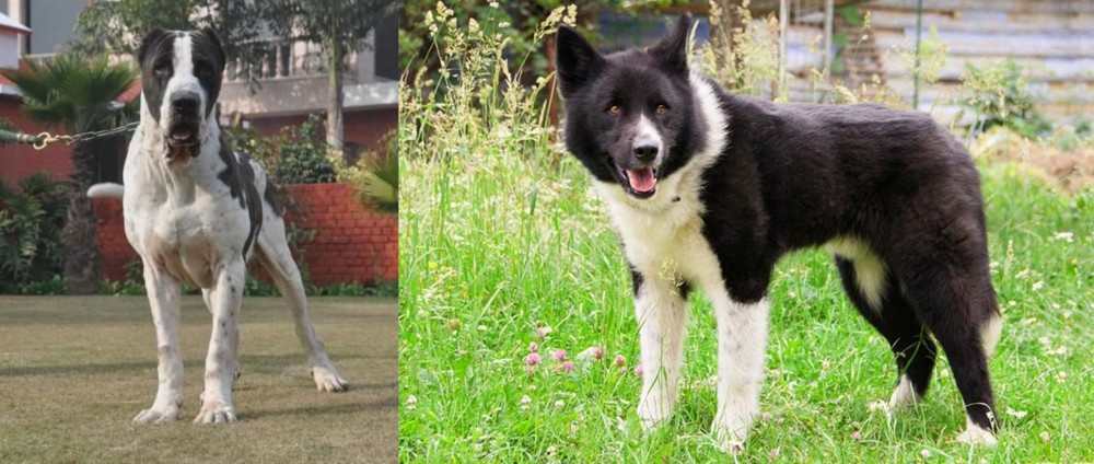 Karelian Bear Dog vs Alangu Mastiff - Breed Comparison