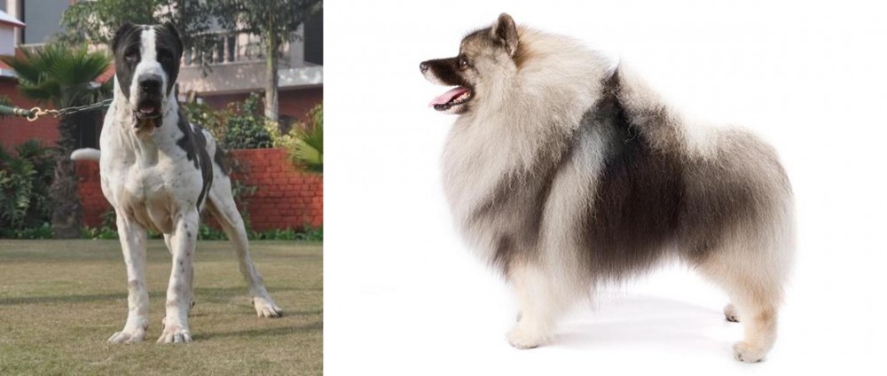 Keeshond vs Alangu Mastiff - Breed Comparison