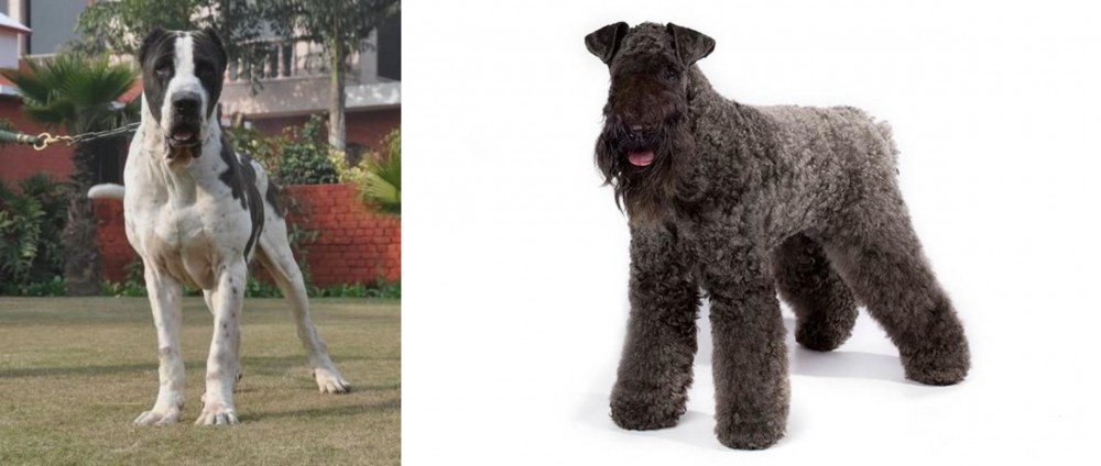 Kerry Blue Terrier vs Alangu Mastiff - Breed Comparison