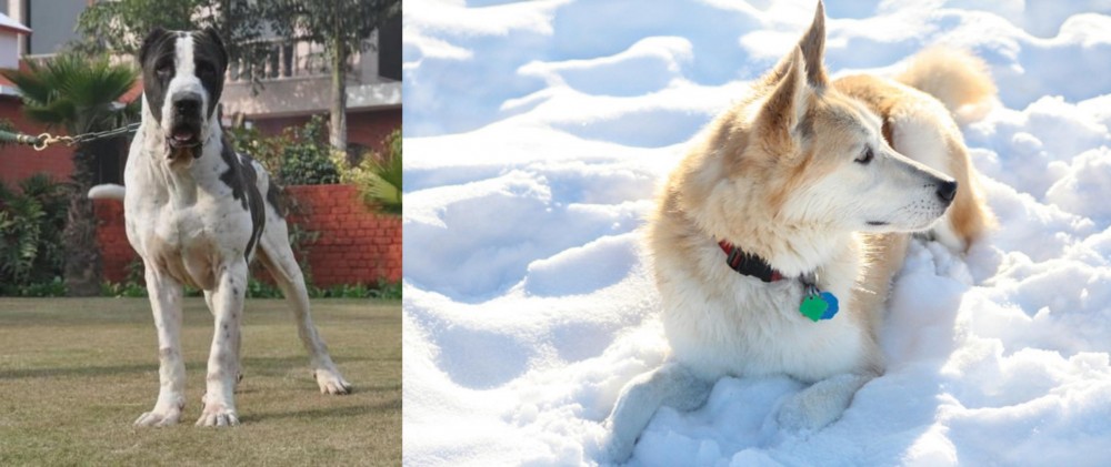 Labrador Husky vs Alangu Mastiff - Breed Comparison
