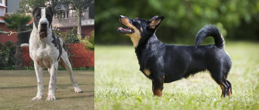 Lancashire Heeler vs Alangu Mastiff - Breed Comparison