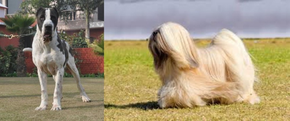 Lhasa Apso vs Alangu Mastiff - Breed Comparison