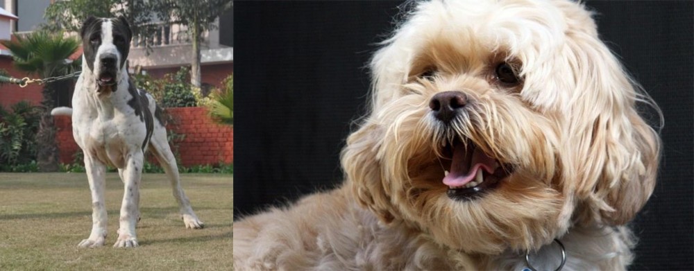 Lhasapoo vs Alangu Mastiff - Breed Comparison