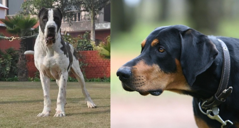 Lithuanian Hound vs Alangu Mastiff - Breed Comparison