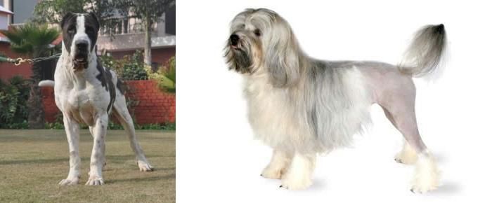 Lowchen vs Alangu Mastiff - Breed Comparison