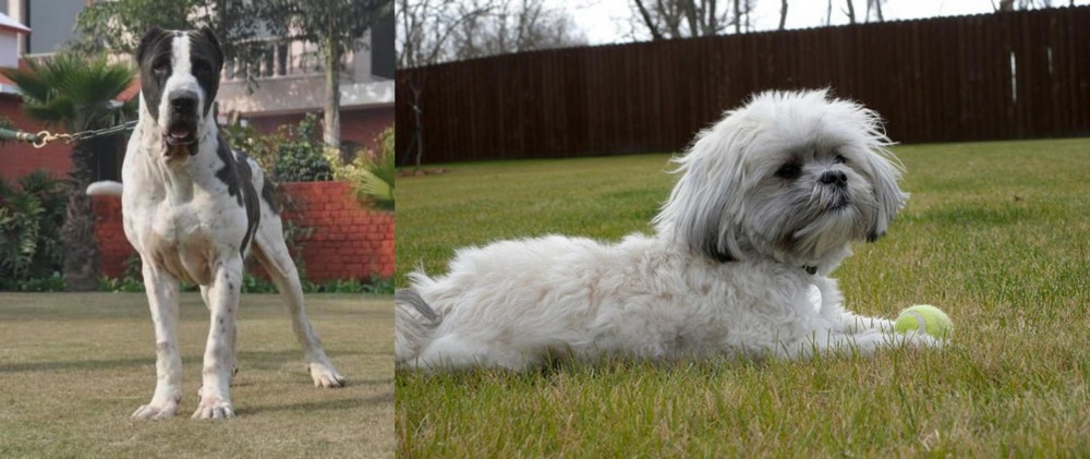 Mal-Shi vs Alangu Mastiff - Breed Comparison