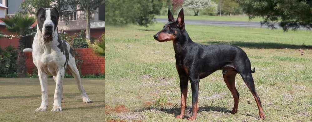 Manchester Terrier vs Alangu Mastiff - Breed Comparison