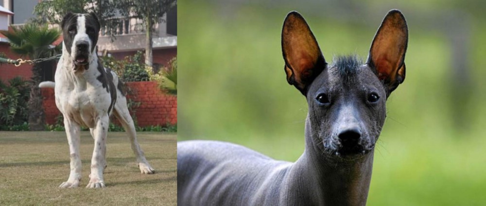 Mexican Hairless vs Alangu Mastiff - Breed Comparison