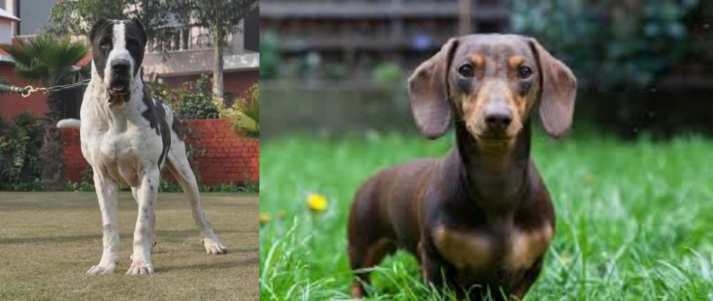 Miniature Dachshund vs Alangu Mastiff - Breed Comparison