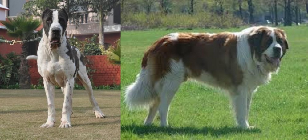 Moscow Watchdog vs Alangu Mastiff - Breed Comparison